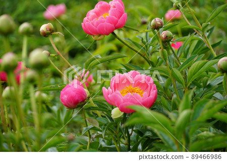 Golden Week: A close-up image of the pink peony flowers in full bloom in Tsukuba Peony Garden, Ibaraki Prefecture. Golden Week: A close-up image of the pink peony flowers in full bloom in Tsukuba Peony Garden, Ibaraki Prefecture. 89466986