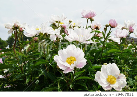 Golden Week Image of a light red peony flower in full bloom in Tsukuba Peony Garden, Ibaraki Prefecture Golden Week Image of a light red peony flower in full bloom in Tsukuba Peony Garden, Ibaraki Prefecture 89467031