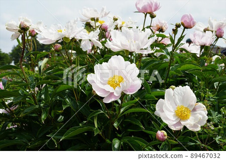 茨城縣筑波牡丹園的淡紅色牡丹花盛開的黃金周圖片 89467032