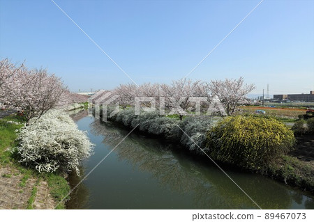 奈良縣安藤町的一排櫻花樹 奈良縣安藤町的一排櫻花樹 89467073