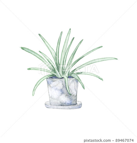 Watercolor spider plant Watercolor spider plant 89467074