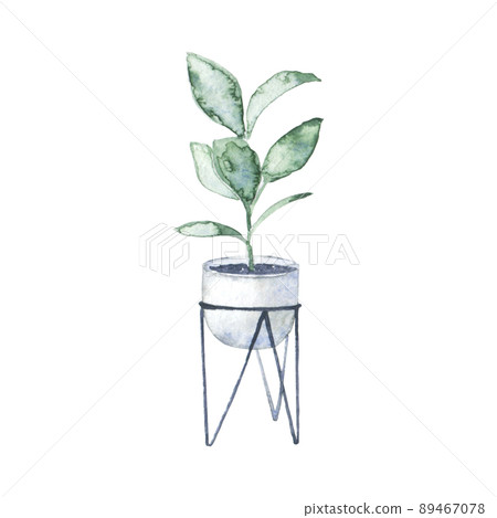 Watercolor indoor rubber tree 89467078