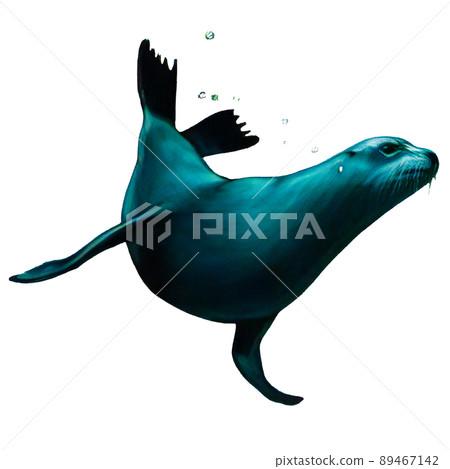 海獅在水中游泳的真實插圖 海獅在水中游泳的真實插圖 89467142