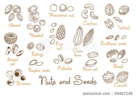 Set clipart hand-drawn nuts and seeds. Walnut, peanut and sunflower seeds. Almond, pistachio, cashew, hazelnut and macadamia. Illustration in line art style Set clipart hand-drawn nuts and seeds. Walnut, peanut and sunflower seeds. Almond, pistachio, cashew, hazelnut and macadamia. Illustration in line art style 89467296