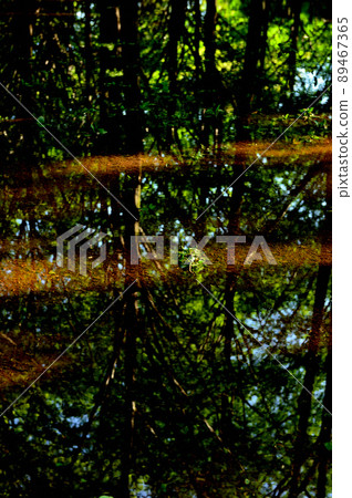 Early morning after the rain, reflection of fresh green 89467365