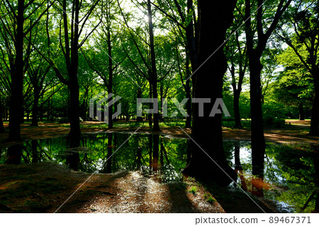 Early morning after the rain, reflection of fresh green 89467371