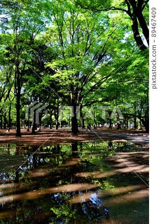 Early morning after the rain, reflection of fresh green 89467409