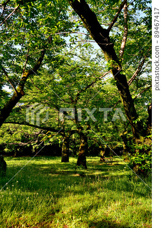 Early morning after the rain, reflection of fresh green 89467417