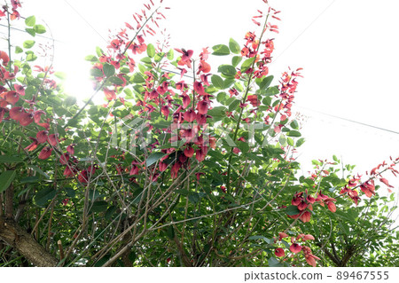 [Amami Oshima] Deigo flowers 89467555