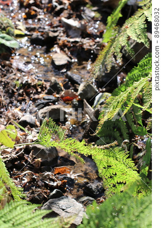 日本原始森林、濕地小溪流和蕨類植物群落的宏觀特寫攝影。 89468032