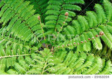 [Amami Oshima] Flying Spider-monkey leaves 89468094