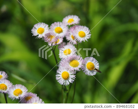 Haruzion Haruzion 89468102