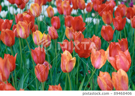 El Nino in full bloom El Nino in full bloom 89468406