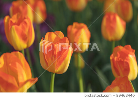 Prinz Armin in full bloom 89468440