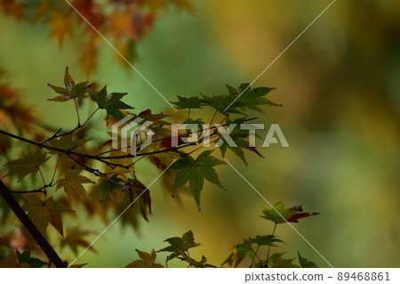 Colorful autumn leaves Colorful autumn leaves 89468861