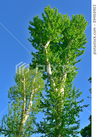 Deciduous tree, young leaves of sycamore in early spring 89468903