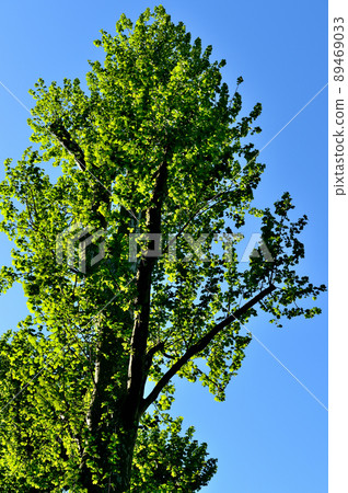 落葉樹，美國梧桐幼葉在早春 89469033