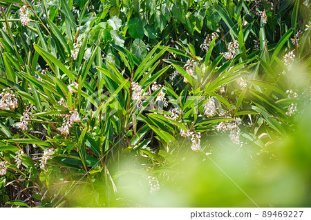 Moon peach blossom 89469227