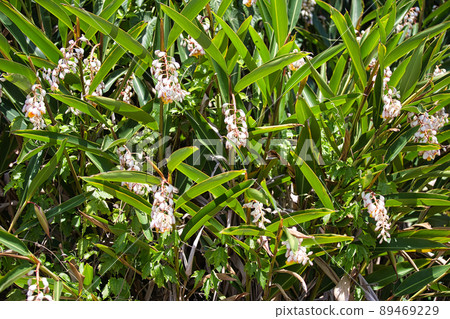 Moon peach blossom Moon peach blossom 89469229