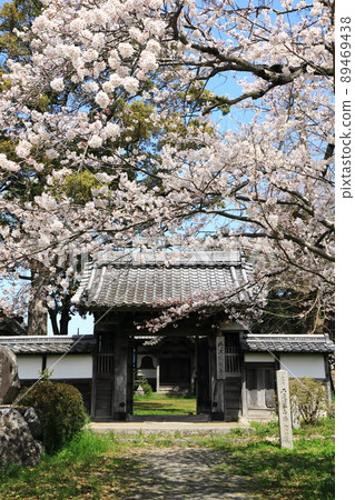 Cherry blossom gate 89469438