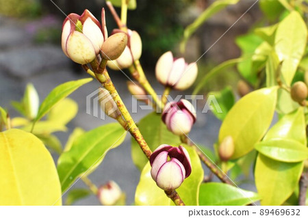 Magnolia figo flower 89469632
