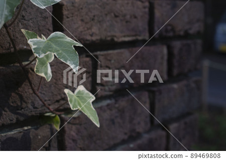 Ivy that extends to a brick wall 89469808