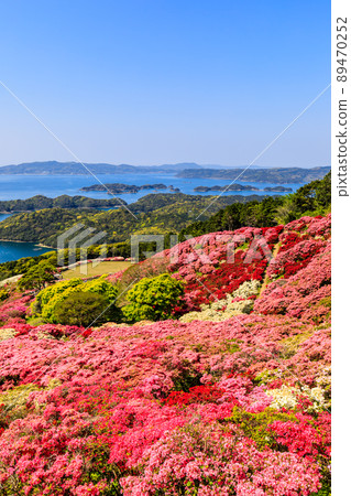 Azaleas in Nagushiyama Park overlooking Kujukushima [Shikamachi-cho, Sasebo City, Nagasaki Prefecture] 89470252