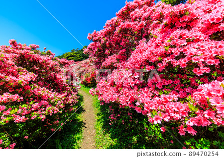 Azaleas in Nagushiyama Park [Shikamachi-cho, Sasebo City, Nagasaki Prefecture] 89470254