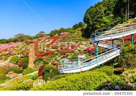 Azaleas in Nagushiyama Park [Shikamachi-cho, Sasebo City, Nagasaki Prefecture] 89470305