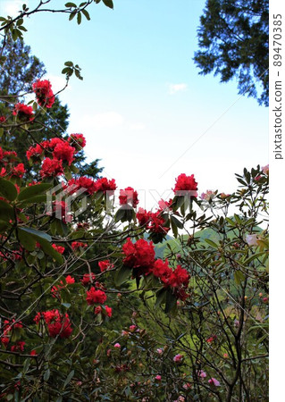紅色的石楠花Shakunage no Hana，Ishikusuhana樹和盛開在山中的藍天，Hirafuku Ishikusuhana no Sato 89470385