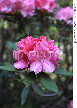 粉石楠木花杜鵑花大坨單打強大又漂亮 89470394