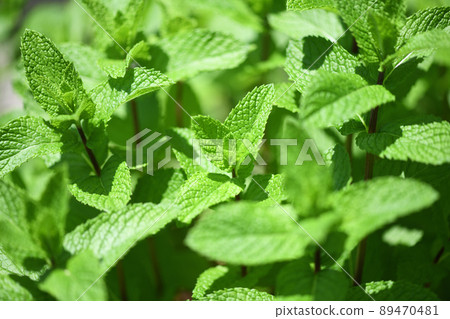 初夏蘋果薄荷 初夏蘋果薄荷 89470481