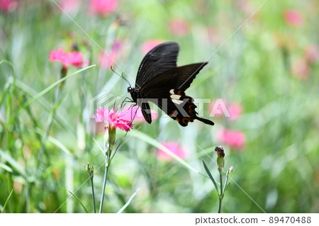 Papilio helenus 和石竹 Papilio helenus 和石竹 89470488