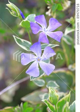 Variegated vine daily grass (Firitsurunichinichisou) 89470718