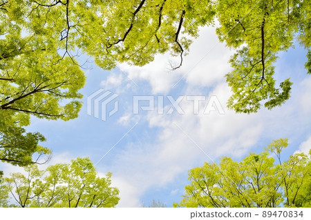 新鮮的綠色景觀 新鮮的綠色景觀 89470834