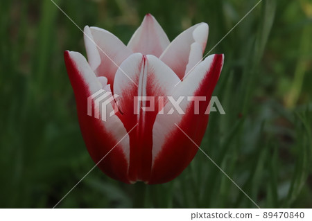 春天日本公園裡盛開的紅白雜色鬱金香花 89470840