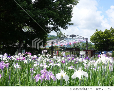 盛開的鳶尾花 Ayame Nagai Ayame Park 盛開的鳶尾花 Ayame Nagai Ayame Park 89470960