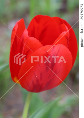 春天日本公園裡盛開的紅色鬱金香花 89470973
