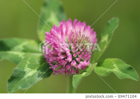 Close-up image of the process of full bloom from red clover buds in the middle of green leaves 89471104