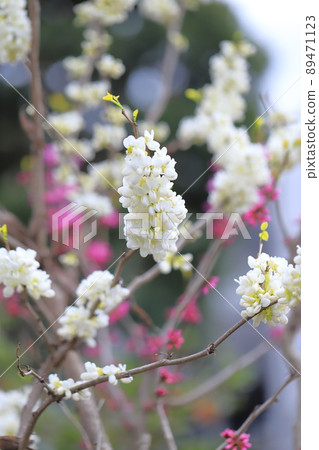 Red and white flower Suho (Hanazuou) 89471123