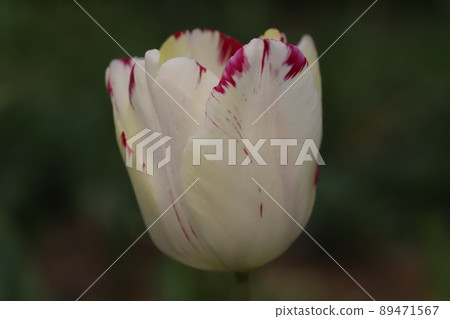 White, red and cream tulip flowers blooming in Japanese parks in spring White, red and cream tulip flowers blooming in Japanese parks in spring 89471567