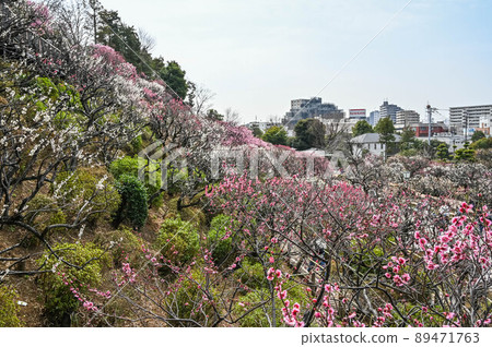 大田區池上梅園的梅花 大田區池上梅園的梅花 89471763