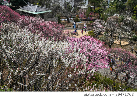 Plums in Ikegami Plum Garden, Ota Ward 89471768