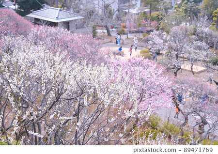 Plums in Ikegami Plum Garden, Ota Ward 89471769