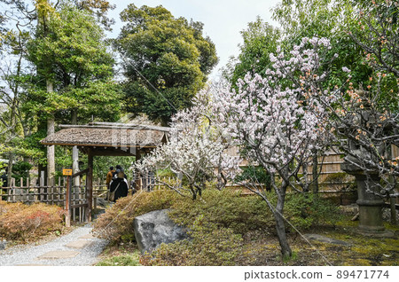 大田區池上梅園的梅花 大田區池上梅園的梅花 89471774