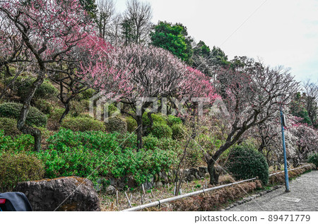 大田區池上梅園的梅花 大田區池上梅園的梅花 89471779