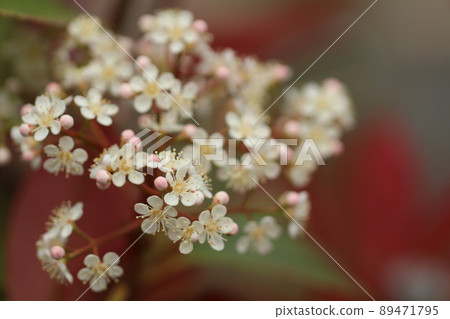 A collection of red robin florets and buds against a background of red and green leaves. Focus on multiple flowers forward. The surrounding flowers are more blurred. Up image 89471795