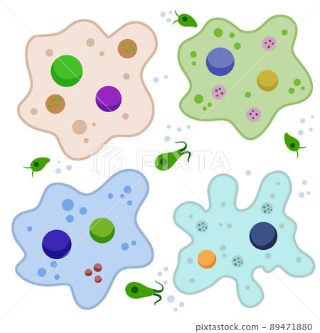Amoeba cell. Small unicellular animal. Virus and bacteria. Education and science. 89471880
