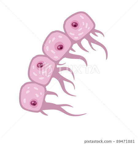 Cell of human organism. Layer of epidermis. Scientific material for education. Cartoon flat illustration. Skin system. 89471881
