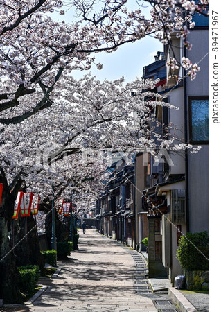 櫻花盛開的和町茶屋區 89471967